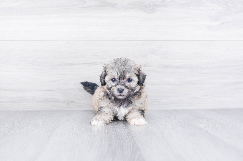 brown shichon puppies