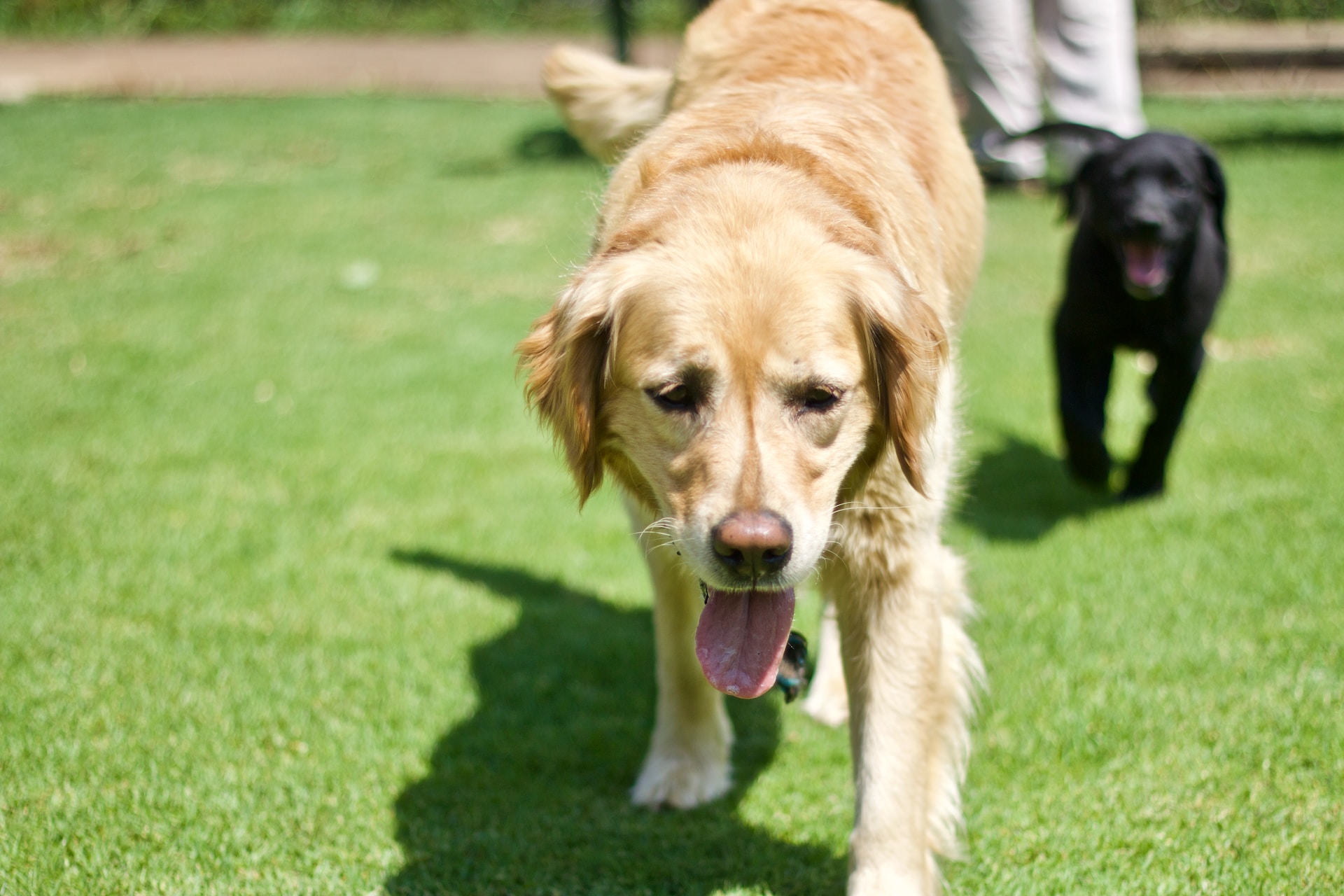 adult golden retriever walking on green grass lawn