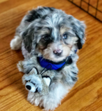 Popular Mini Aussiedoodle Pup