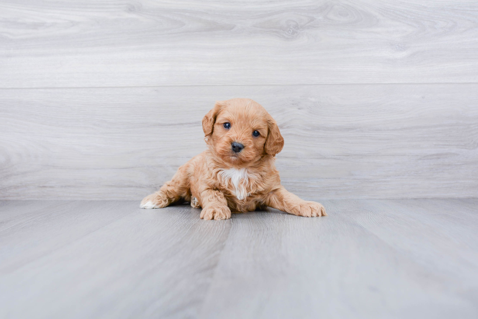 Meet Redman - our Cavapoo Puppy Photo 3/3 - Premier Pups