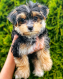 Little Morkie Pup