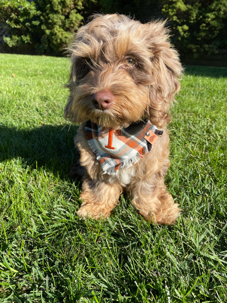 merle cockapoo color - merle cockapoo dog sitting on green grass