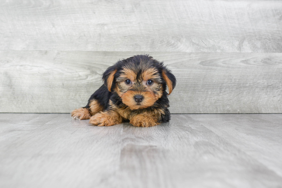 Meet Ruger - our Yorkshire Terrier Puppy Photo 