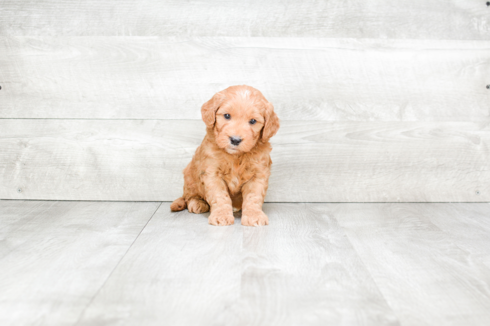 Meet Rossi - our Mini Goldendoodle Puppy Photo 4/4 - Premier Pups