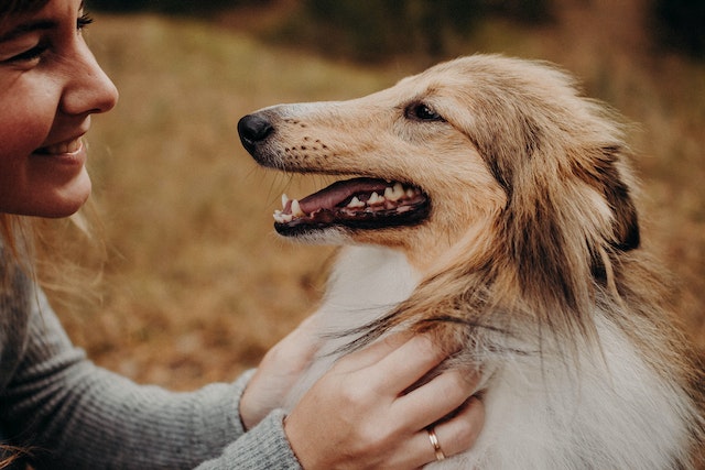 a border collie being petted by a human