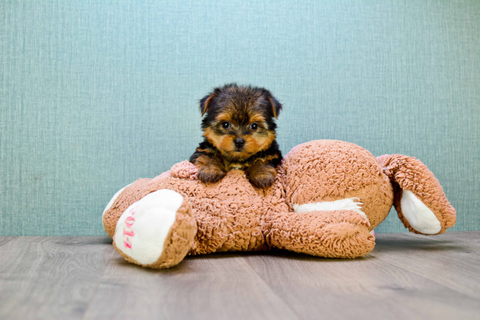 Meet Bronze - our Yorkshire Terrier Puppy Photo 