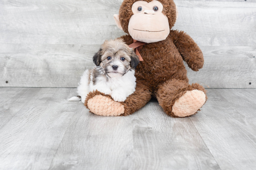 Havanese Puppies for Sale
