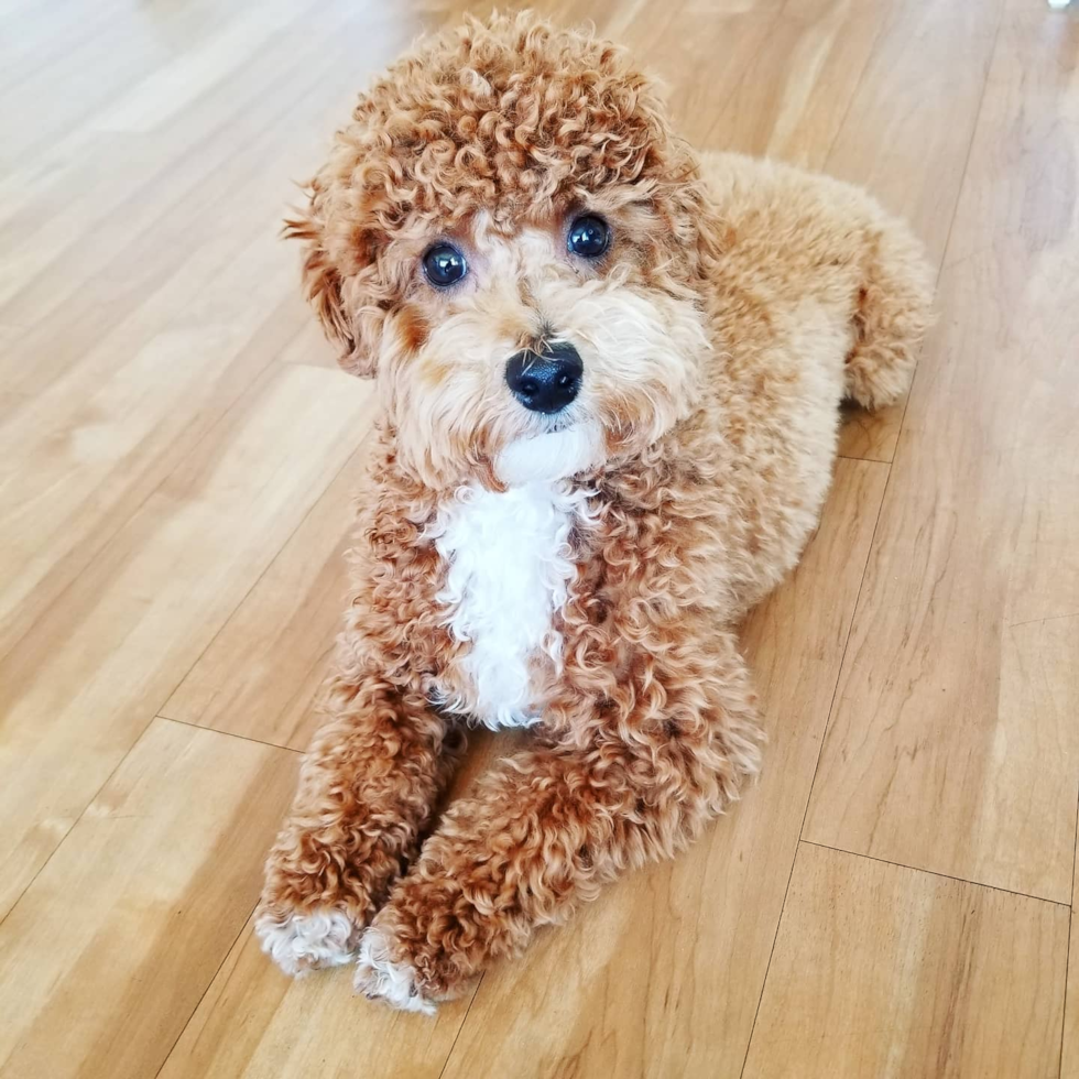 curly, low-shedding maltipoo with hypoallergenic coat