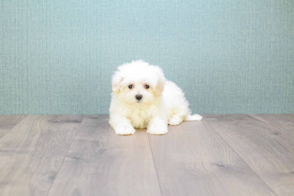 Little Maltese Purebred Pup