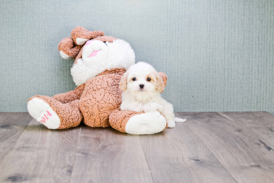 Cavachon Puppy for Adoption