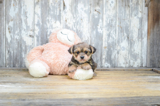 Morkie Puppy for Adoption