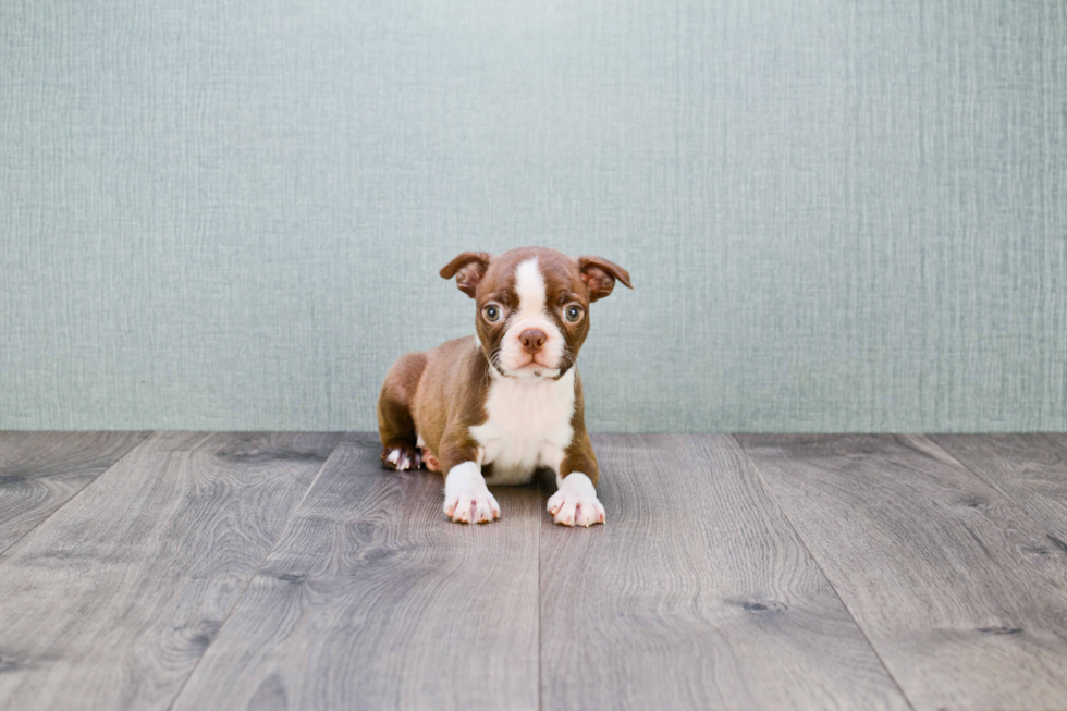Hypoallergenic Boston Terrier Baby