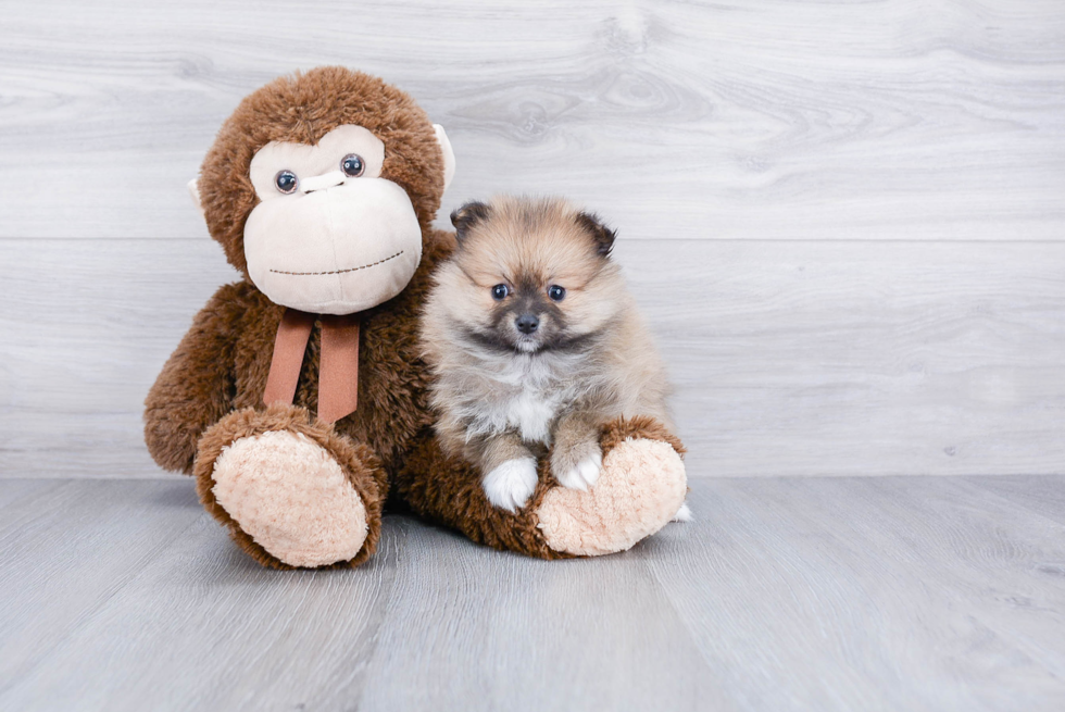 Friendly Pomeranian Baby