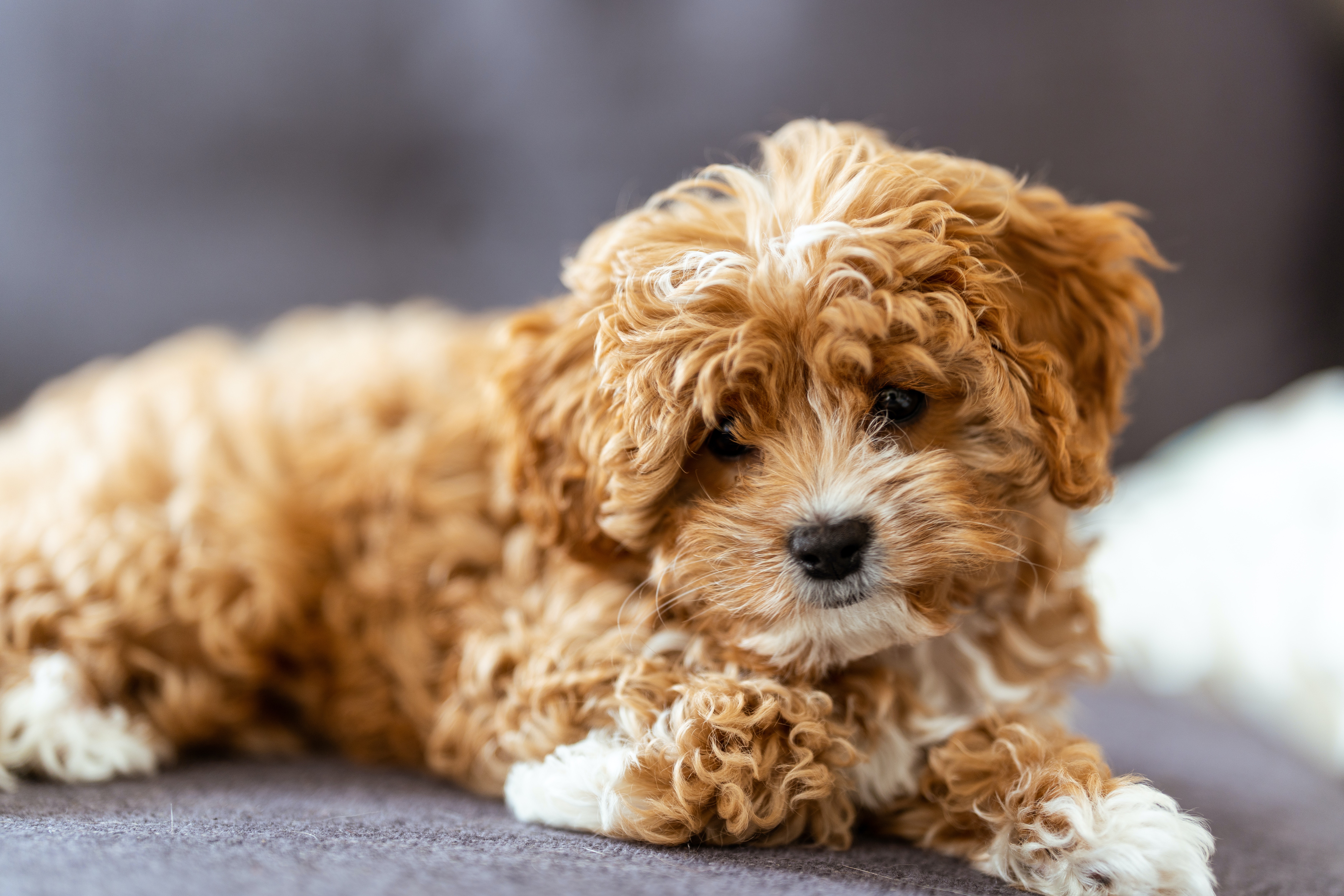 cute cavapoo laying on its belly