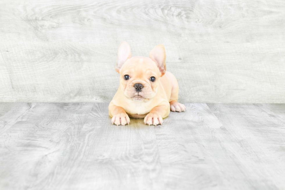 Meet Pierre - our French Bulldog Puppy Photo 3/3 - Premier Pups