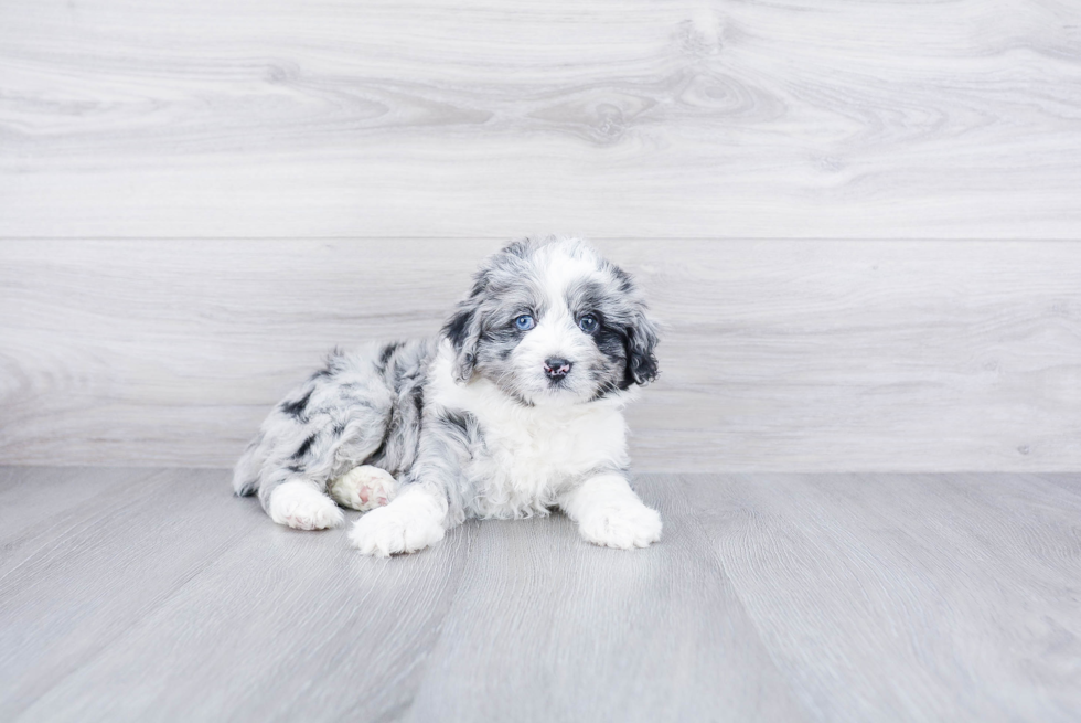 Meet Aldo - our Mini Aussiedoodle Puppy Photo 2/3 - Premier Pups