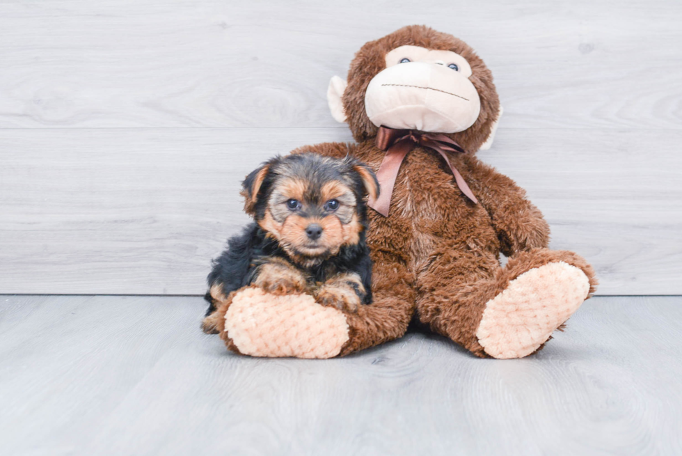 Meet Lisa - our Yorkshire Terrier Puppy Photo 