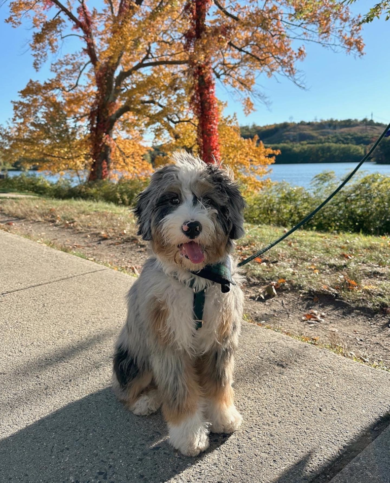 merle mini bernedoodle with blue eyes sitting on pavement with a leash on - mini bernedoodle barking - premier pups 