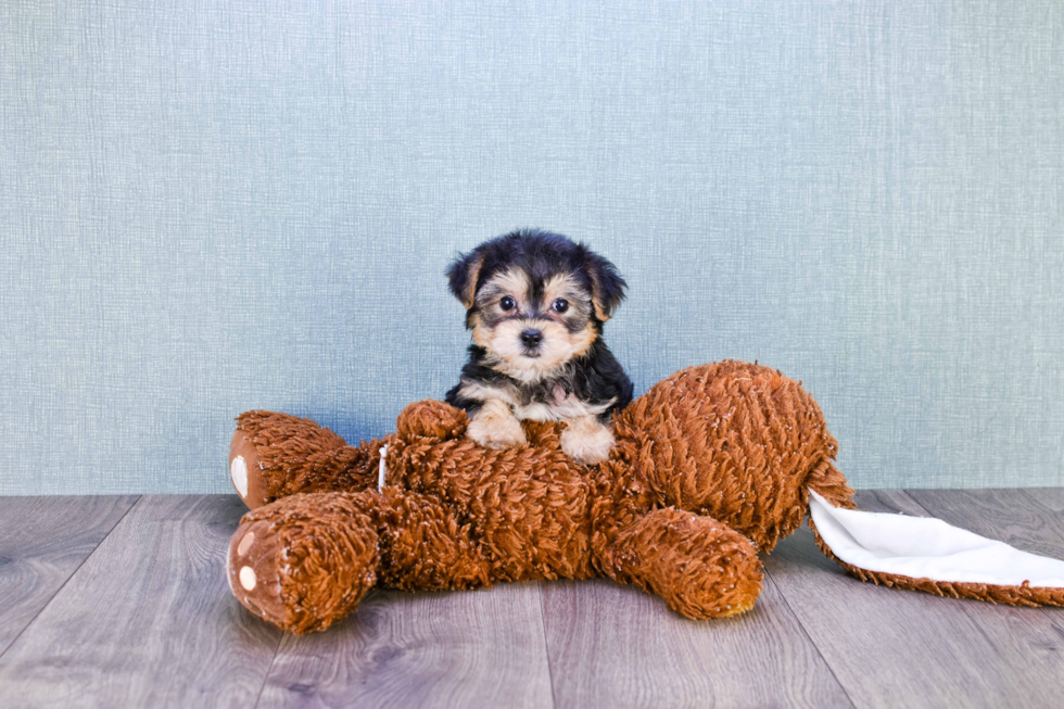 teddy bear morkie