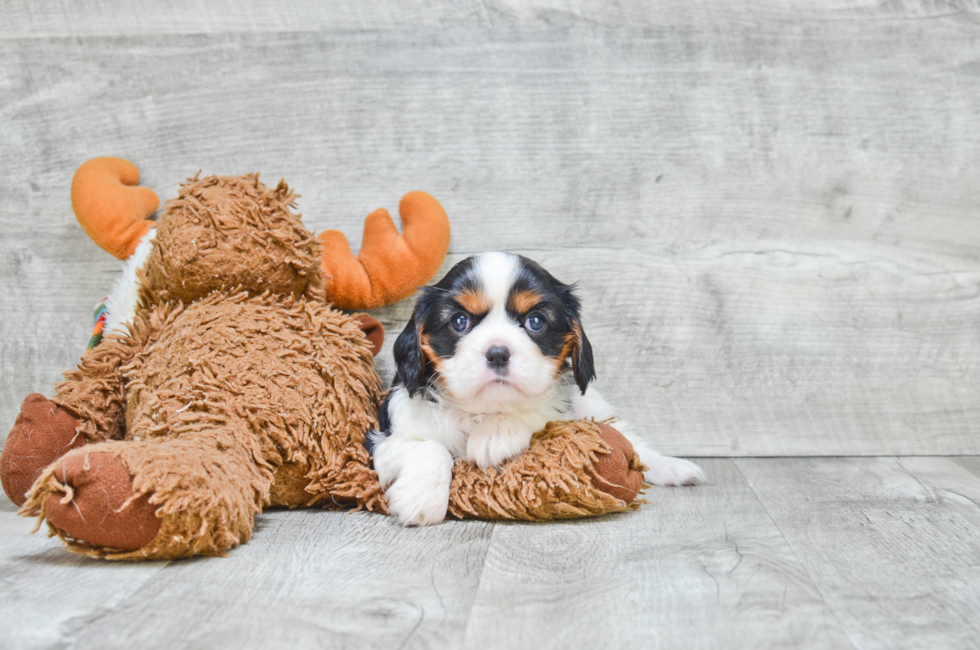 King Charles Spaniel for Sale Near Me Affordable and Lovable Companion Dogs