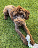 Little Mini Aussiedoodle Poodle Mix Pup