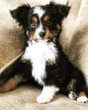 Puppy For Sale - Premier Pups Mini Aussie Being Cute