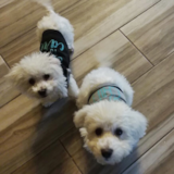 Puppy For Sale Premier Pups Popular Bichon Frise Pup