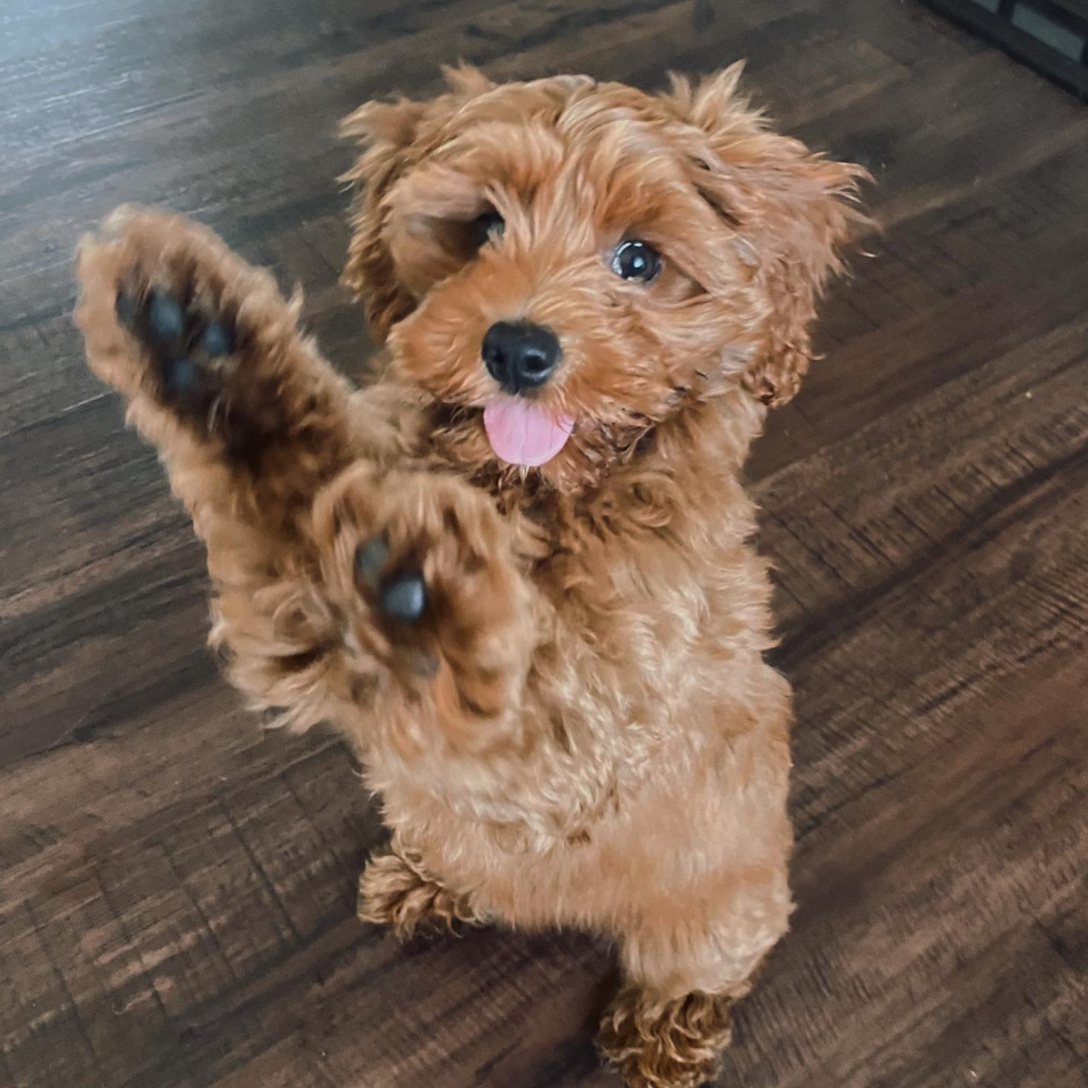 small cockapoo puppy sitting on two legs - cockapoo breeders at premier pups