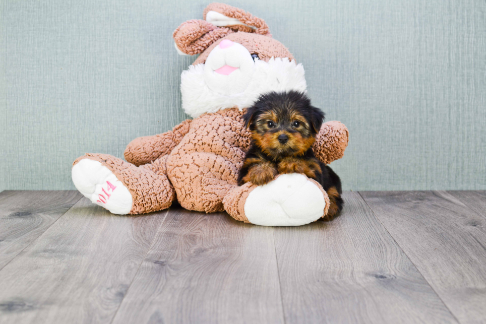 Meet Shania - our Yorkshire Terrier Puppy Photo 