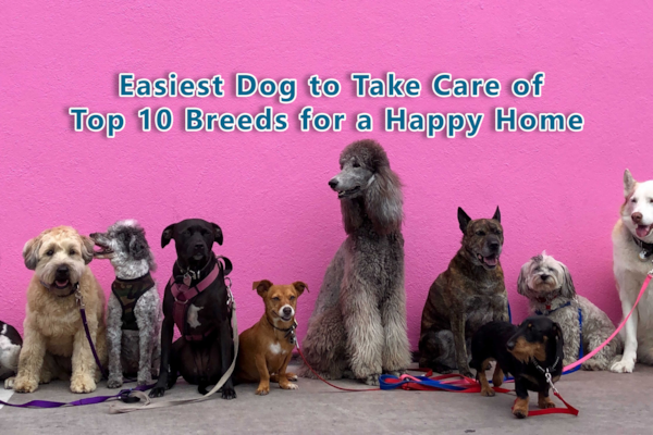 Easiest Dog to Take Care of - Top 10 Breeds for a Happy Home | Premier Pups
