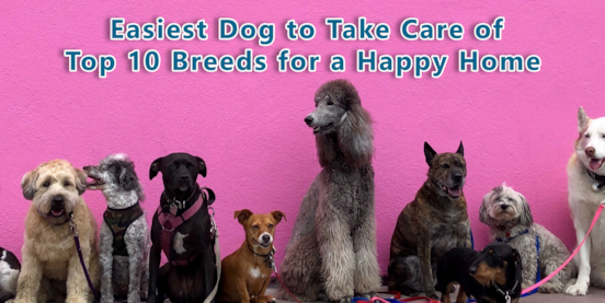 Easiest Dog to Take Care of: Top 10 Breeds for a Happy Home