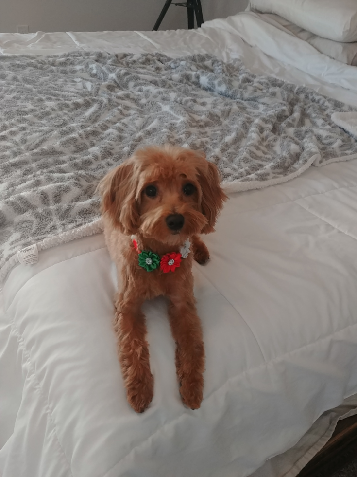 red maltipoo with curly hair sitting on a bed