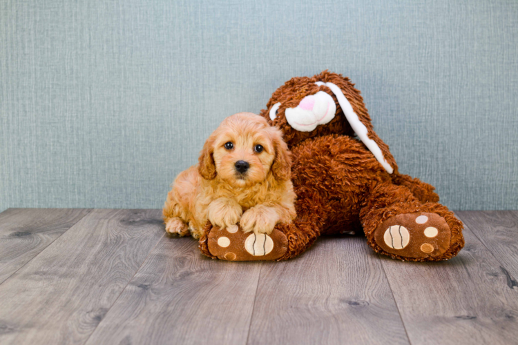 cava yorkie poo cava poo puppy cava yorkie poo cava poo puppy
