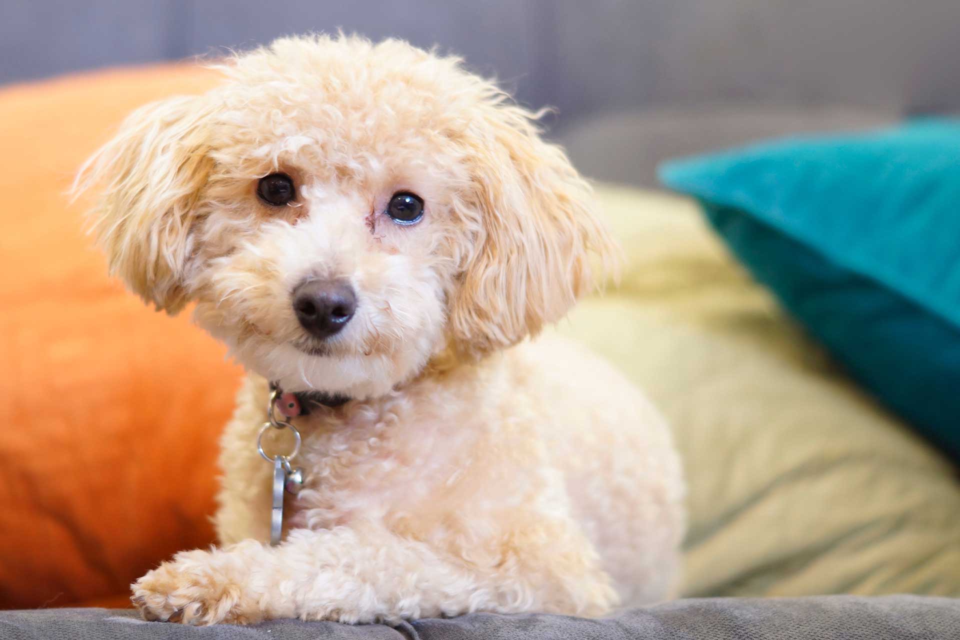 tan bichpoo dog sitting on a couch