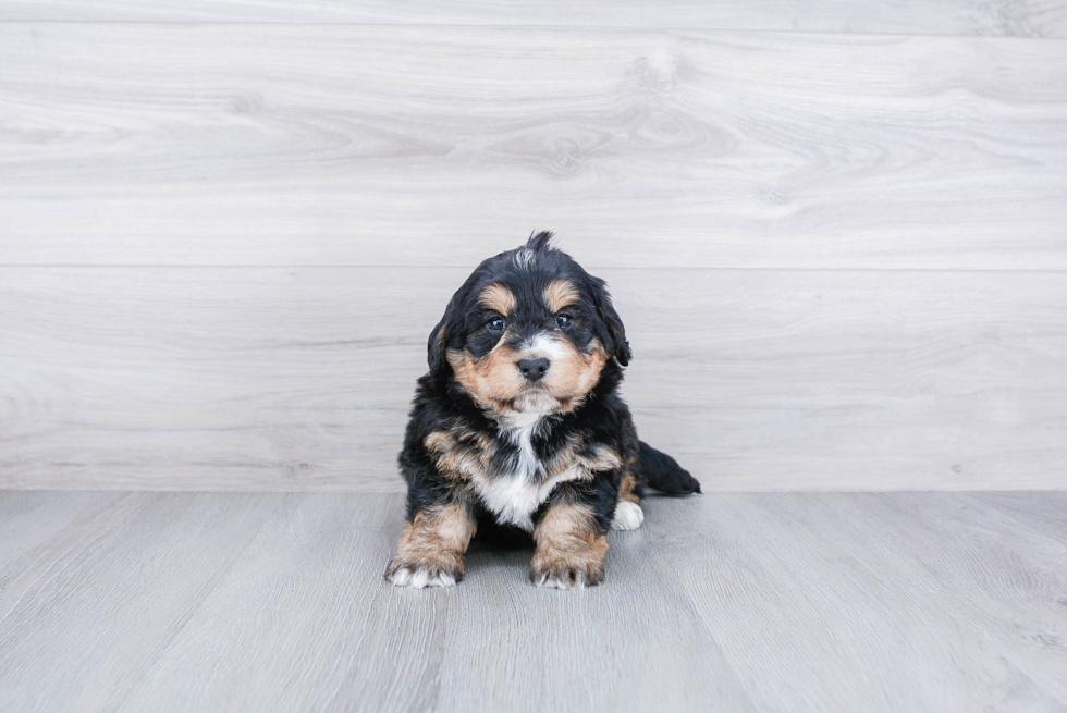 Meet Bryce - our Mini Bernedoodle Puppy Photo 3/3 - Premier Pups