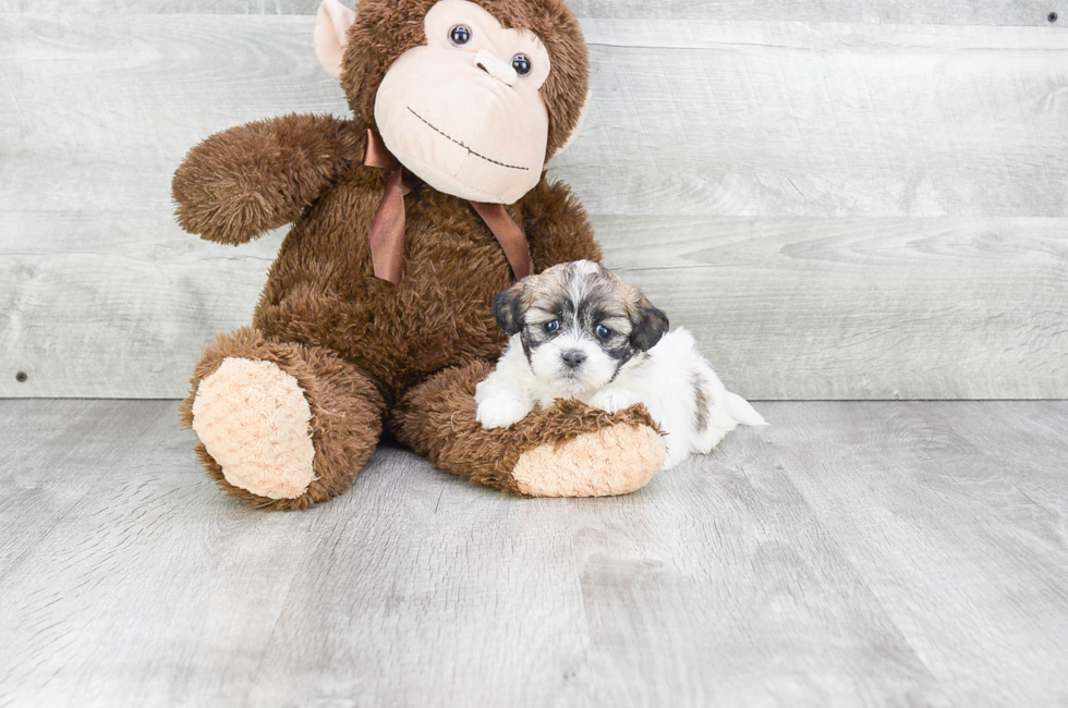 teddy bear schnoodle puppies