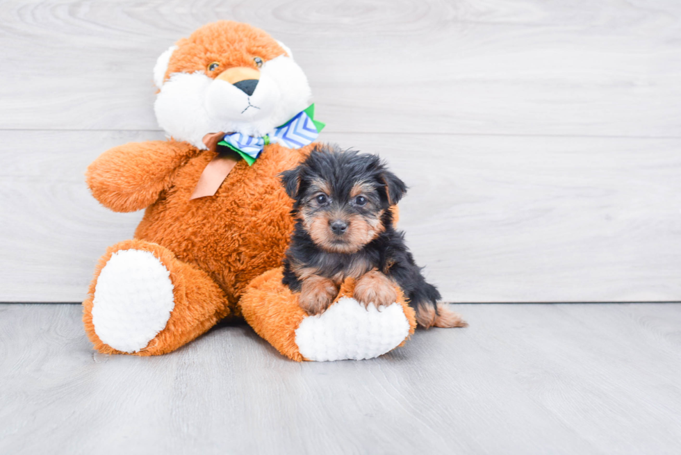 Meet Jenkins - our Yorkshire Terrier Puppy Photo 