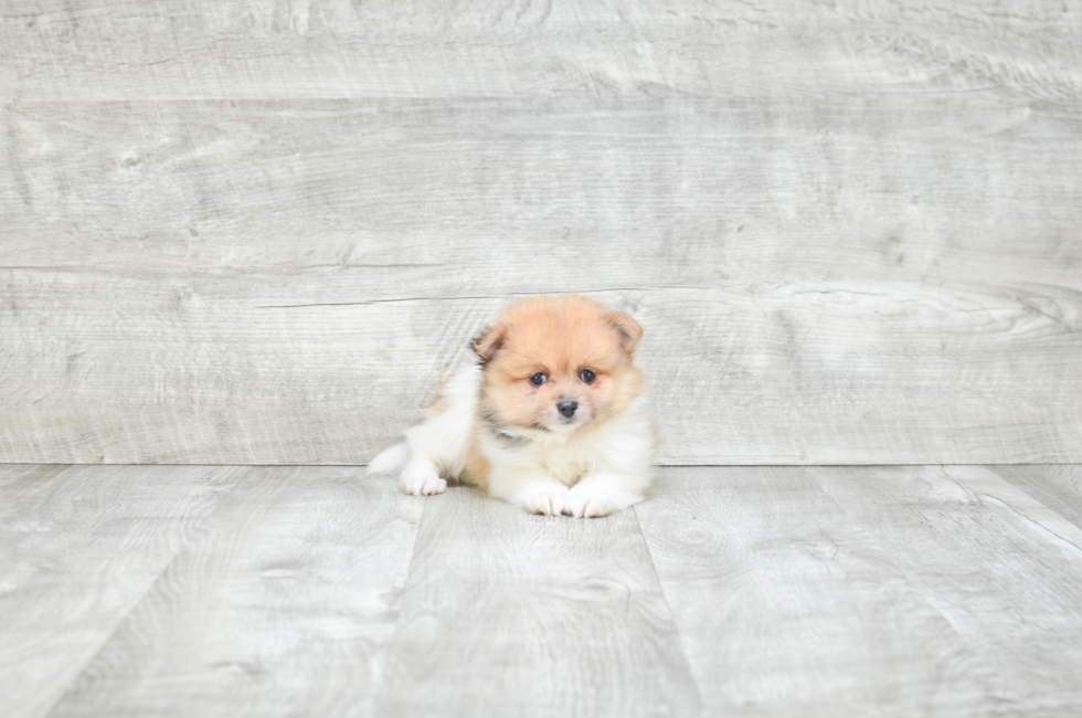 Pomeranian puppies for sale Teacup breed Pom puppies for sale in Ohio