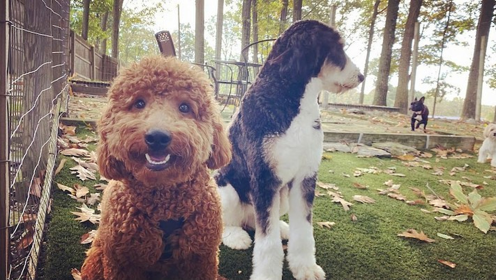 a hypoallergenic mini goldendoodle with curly hair sitting by a larger dog 