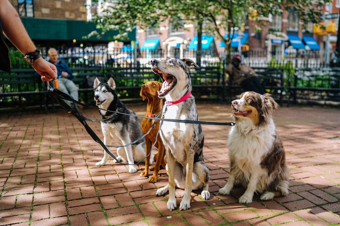 four dogs in the park on a leash