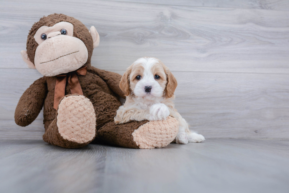 white and tan cockapoo puppy sitting in a gray background next to a big brown teddy bear