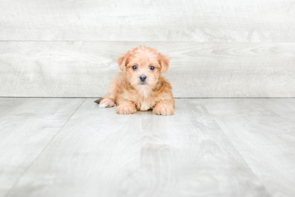 Meet Koby - our Morkie Puppy Photo 3/3 - Premier Pups