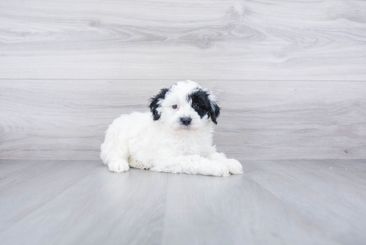 Meet Knoxsville - our Mini Sheepadoodle Puppy Photo 1/3 - Premier Pups