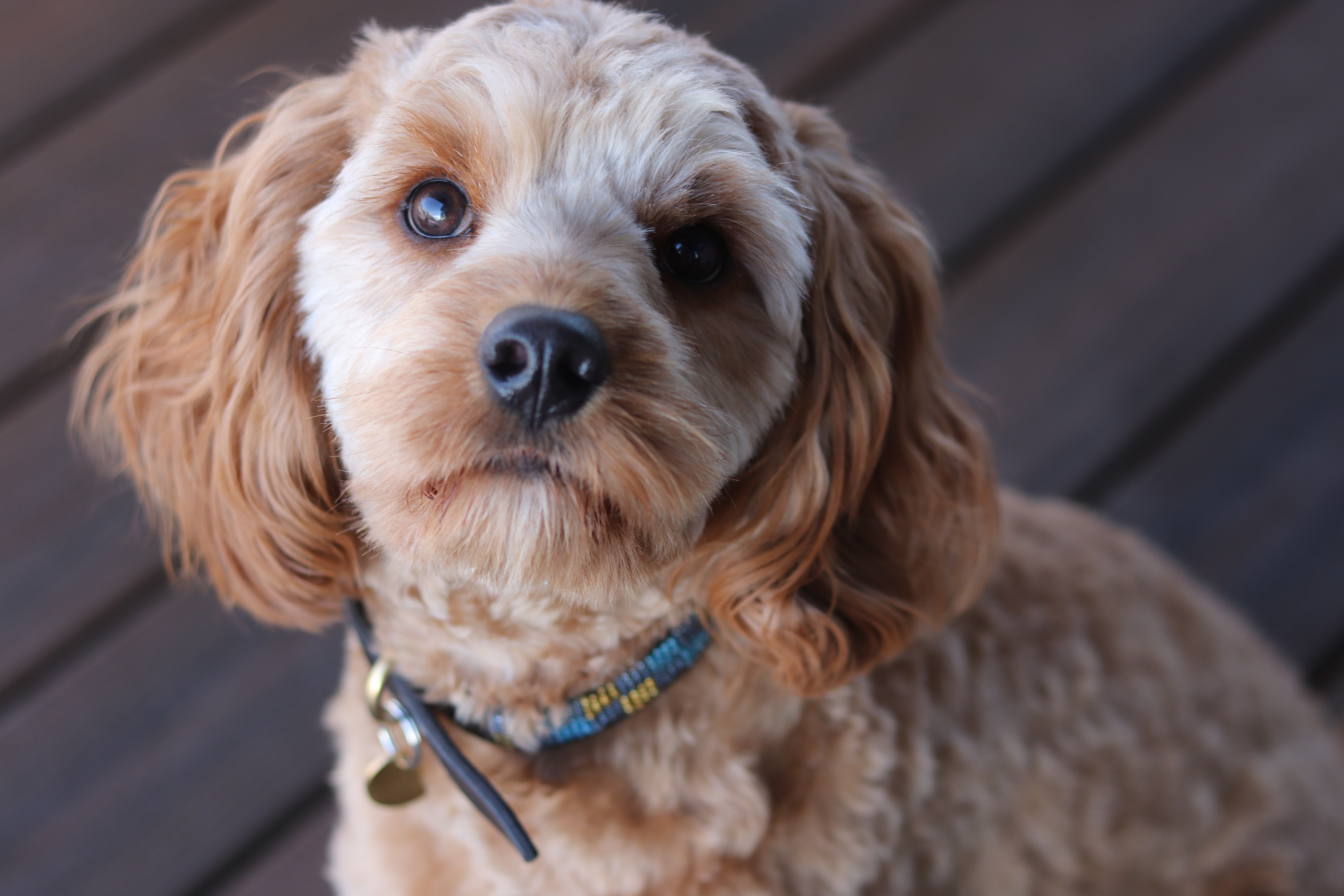 tan cavapoo dog