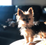 Puppy For Sale Premier Pups Yorkshire Terrier Being Cute