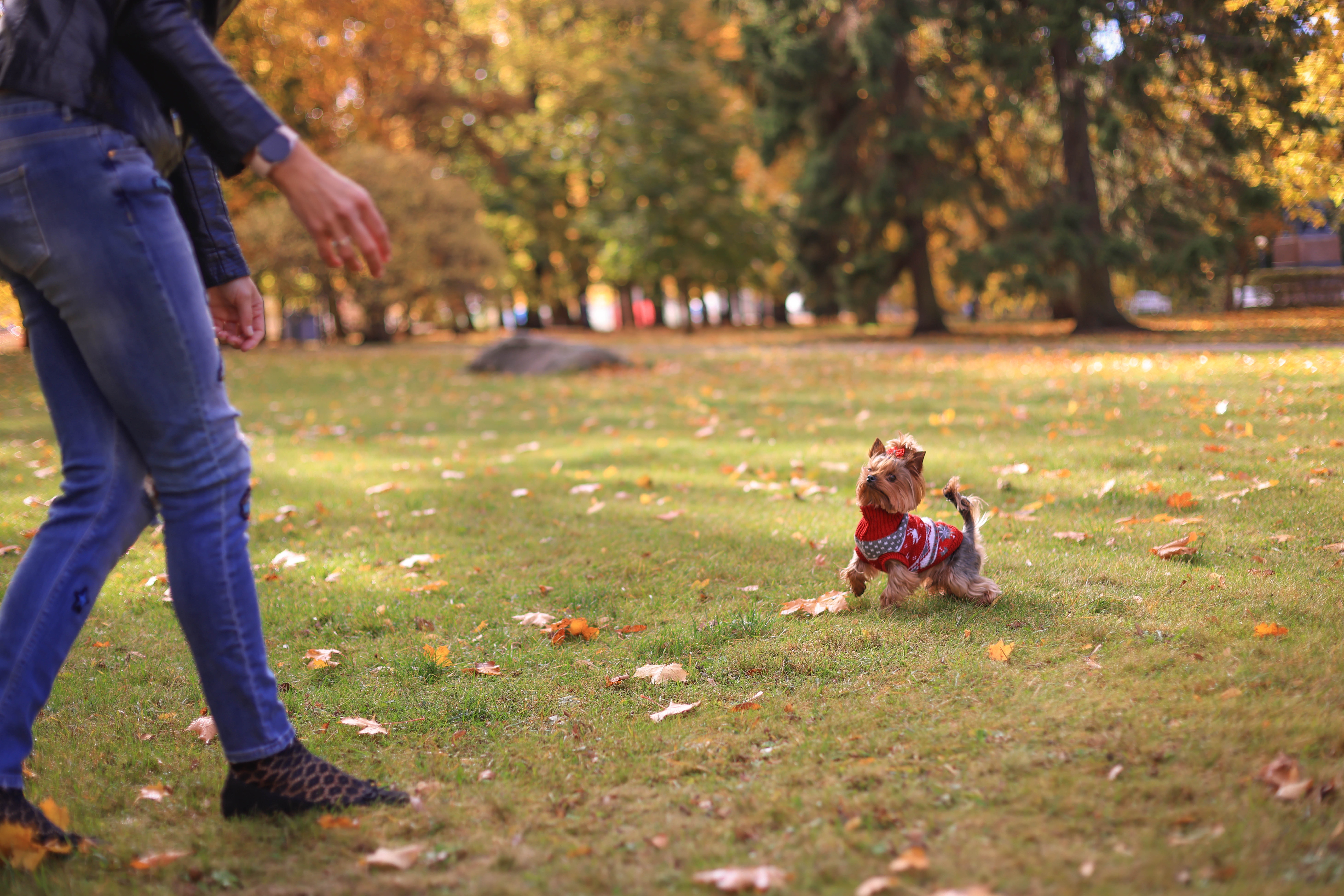 toy Yorkshire terrier running on grass