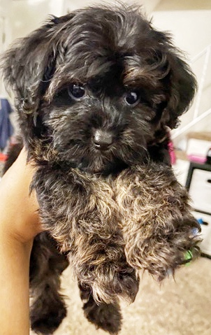 cute yorkie poo dog with dark-colored coat