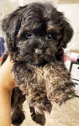 dark coloured yorkie poo dog