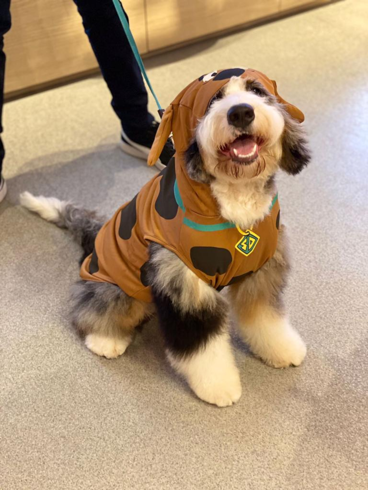 mini bernedoodle with straight coat wearing a scooby doo outfit - why some mini bernedoodles bark more than others 