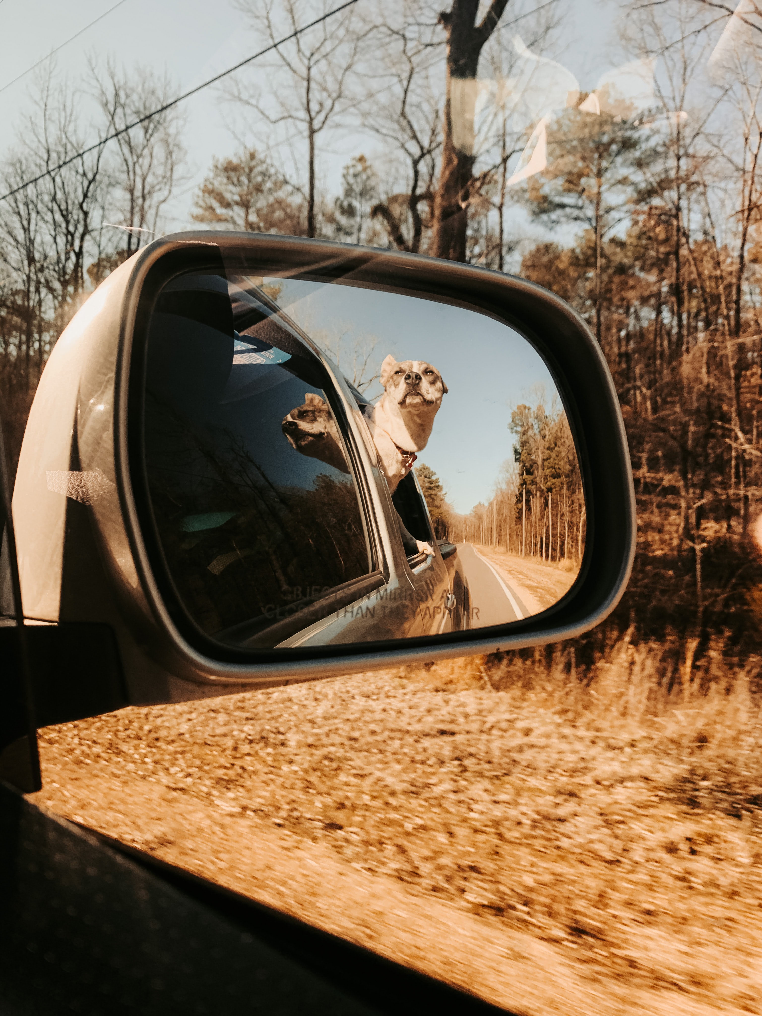 reflection of a dog in a car side window